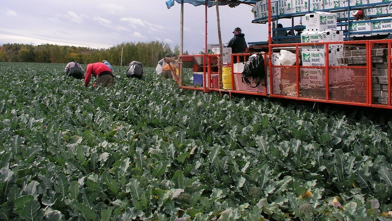 broccoli-recoleccion|Sakata-Antonio-Ibarra-F-Cycitex|Agroexpo-Sakata-2